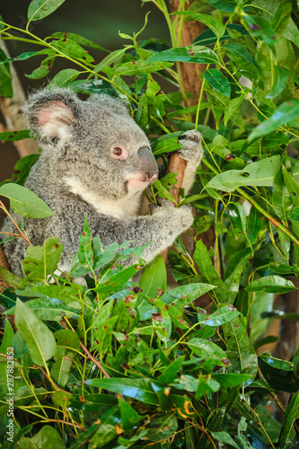 Fototapeta Naklejka Na Ścianę i Meble -  Baby koala climbing and eating around a tree with eucalyptus leaves