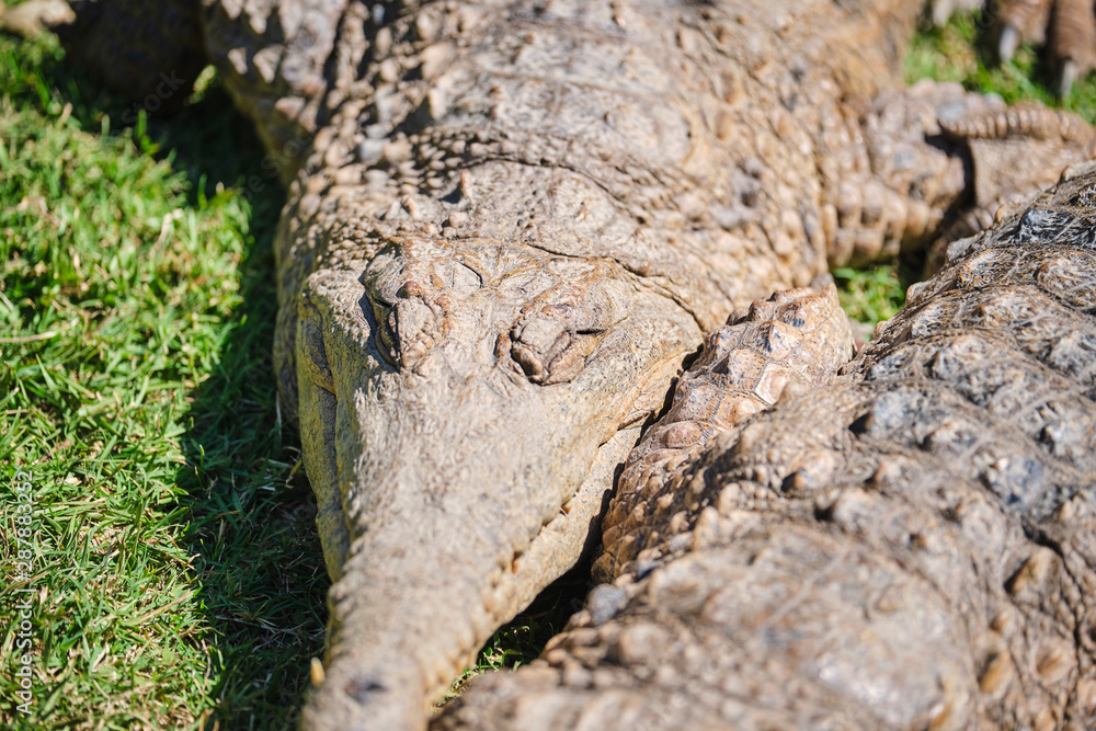 Freshwater crocodile out of water on grass