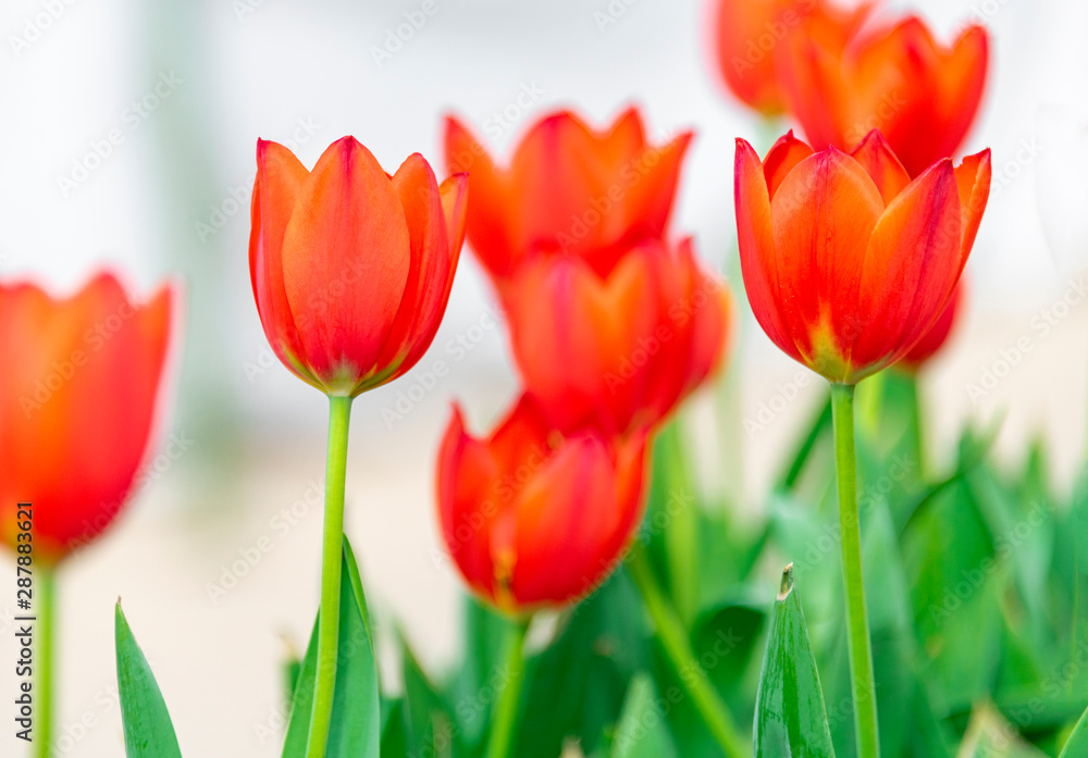 Colorful tulips are blooming in the garden Colorful tulips are blooming in the garden