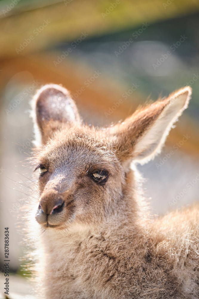 Joey baby Kangaroo out of pouch portrait