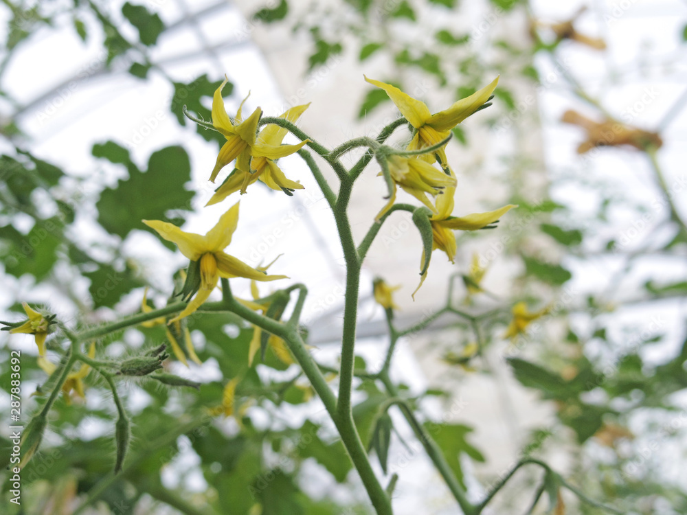 Fototapeta premium Close up of cherry tomato flowers in a greenhouse