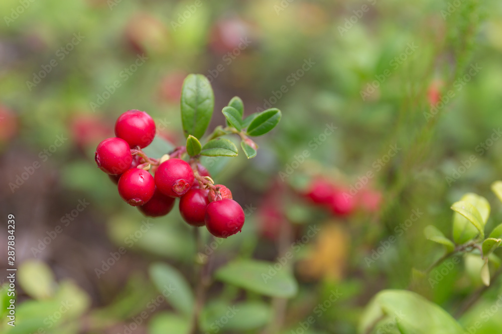 lingonberries in the forest