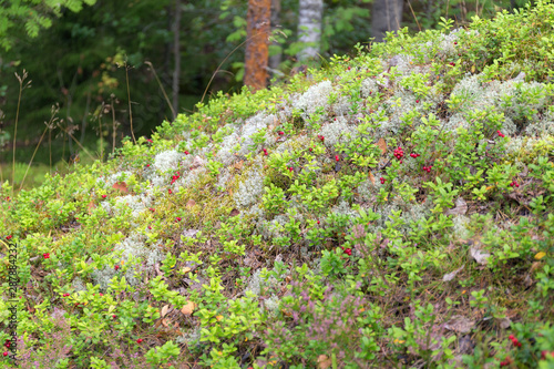 lingonberry bushes on moss
