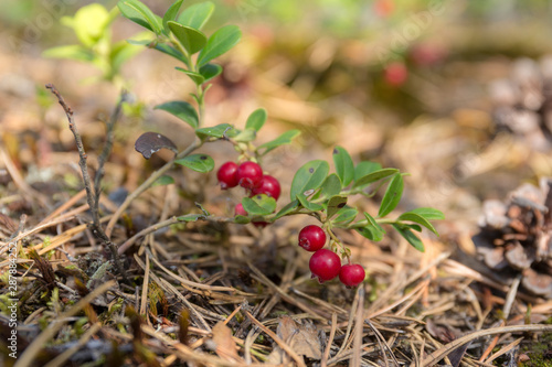 lingonberry bush close up
