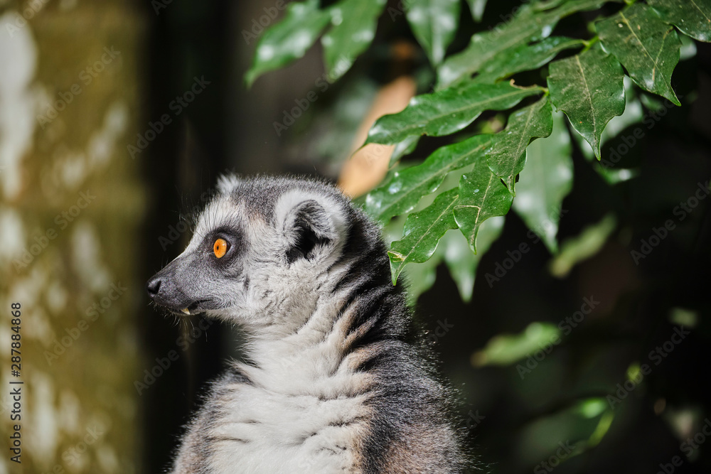 Obraz premium Ringtail Lemur close up portrait on face