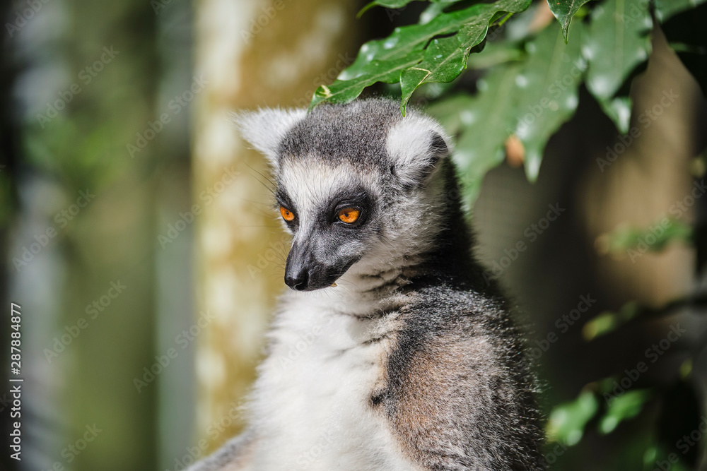 Obraz premium Ringtail Lemur close up portrait on face