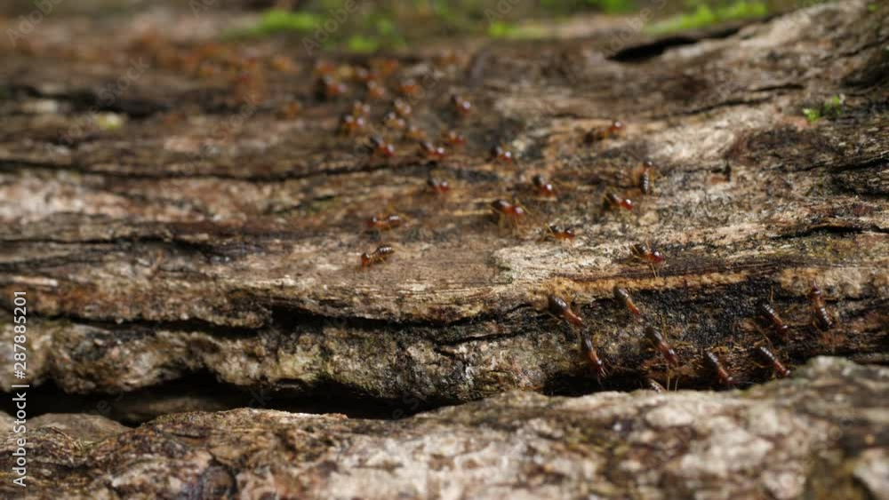 Many ants marching on dead trees. Many ants marching on dead trees.
