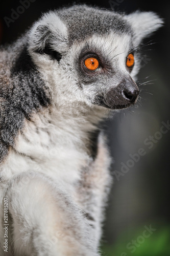 Lemur face close up image with wide orange eyes in sun cleaning itself