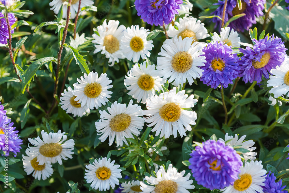 Fototapeta premium multi-colored asters. home flowers. grow asters in the garden. the scent of flowers. summer plants.