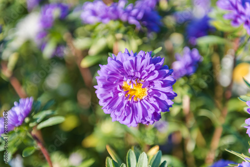 blue asters. flowers close-up. grow asters in the garden. admire the flowers. bright asters.
