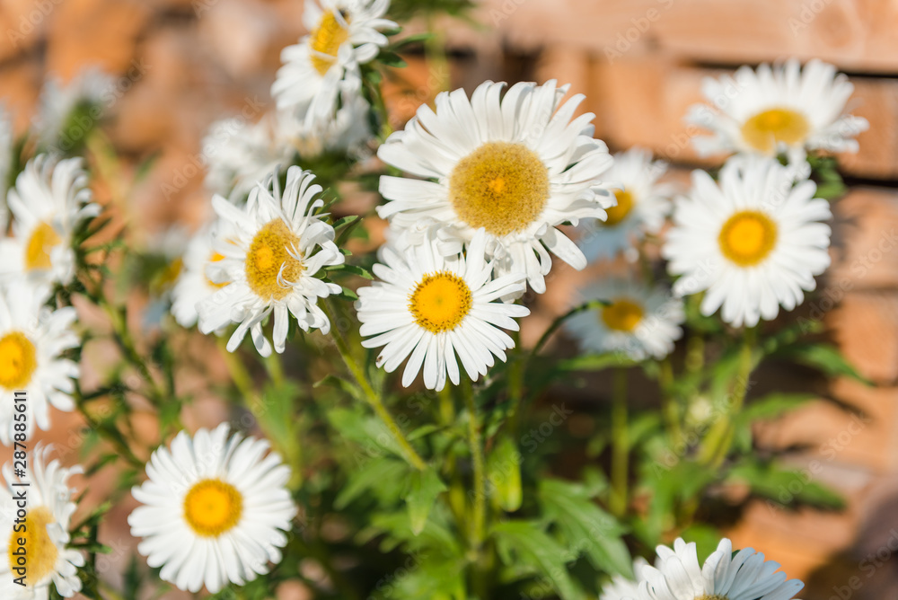 Obraz premium white asters in the garden. grow flowers. admire the flowers. asters close up. asters grow in the fall.