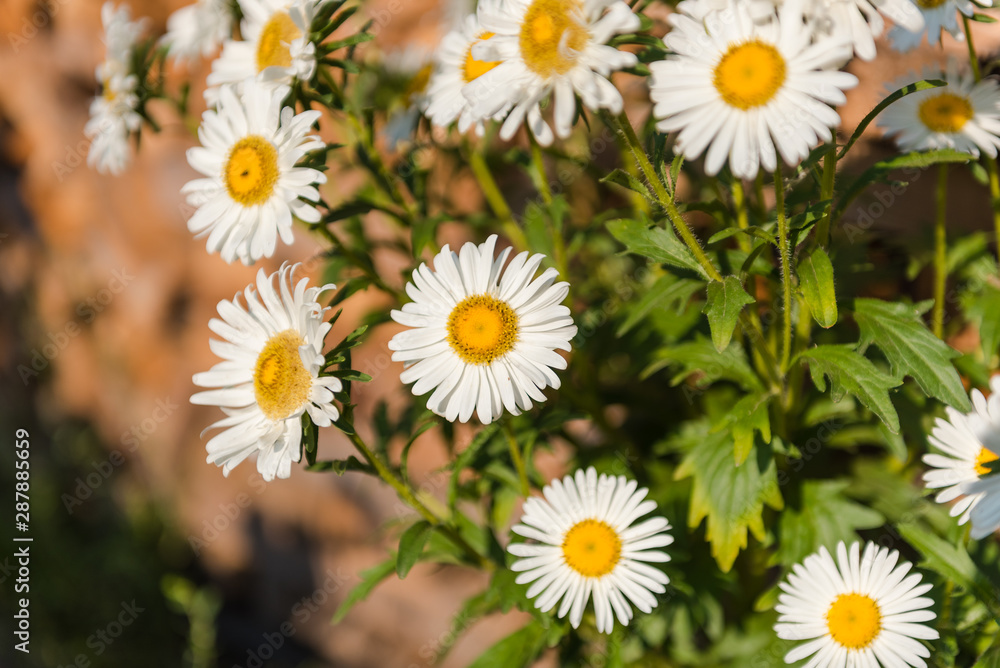 white asters in the garden. grow flowers. admire the flowers. asters close up. asters grow in the fall.