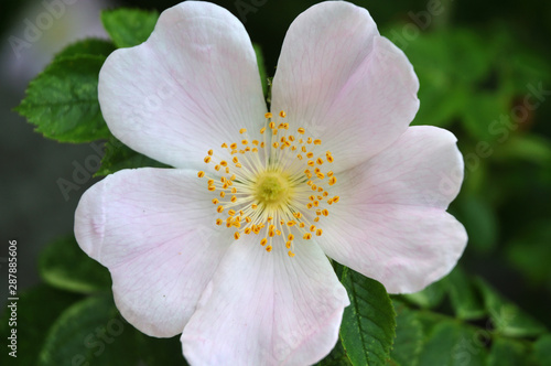 close-up of pale pink flower of a dog rose