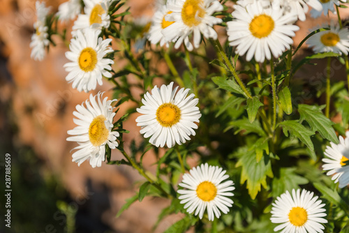 white asters in the garden. grow flowers. admire the flowers. asters close up. asters grow in the fall.