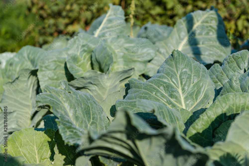 cabbage grows in the garden. grow vegetables in the garden. cabbage close-up. green cabbage. natural products. cabbage leaves. cabbage grows in the garden. grow vegetables in the garden. cabbage close-up. green cabbage. natural products. cabbage leaves.