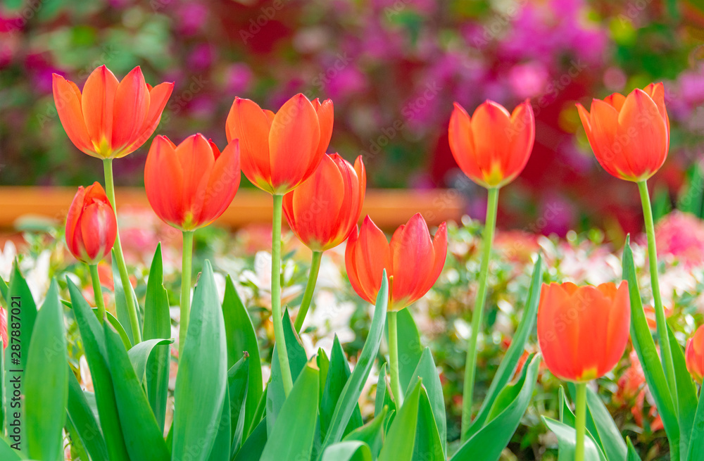 Colorful tulips are blooming in the garden