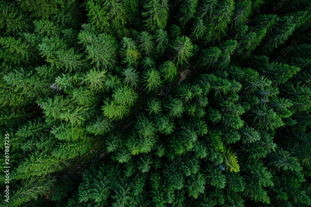 Forest from above Forest from above