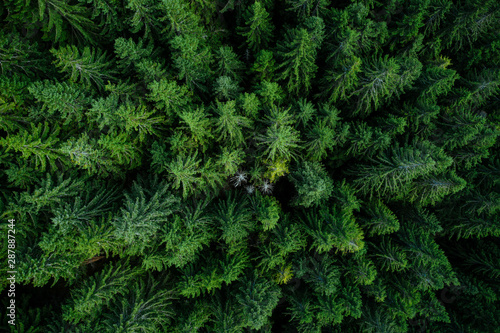 Forest from above