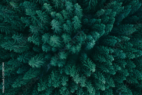 Foto Forest from above