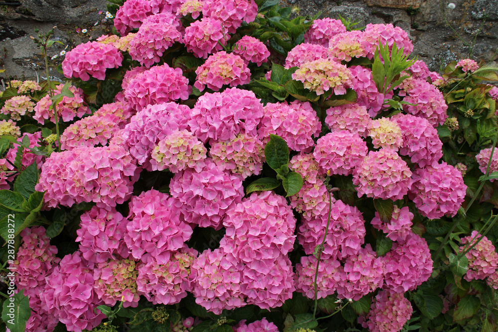blooming hydrangeas in a park in brittany (france) blooming hydrangeas in a park in brittany (france)
