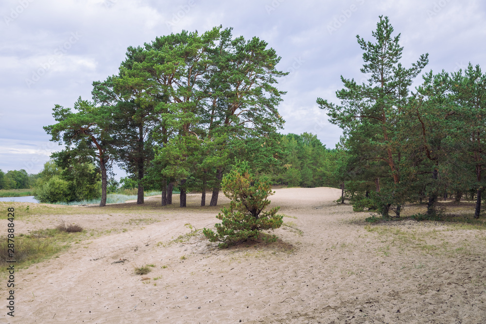City Carnikava, Latvian Republic. Green nature in summer with pines. Travel photo. Sep 04. 2019.