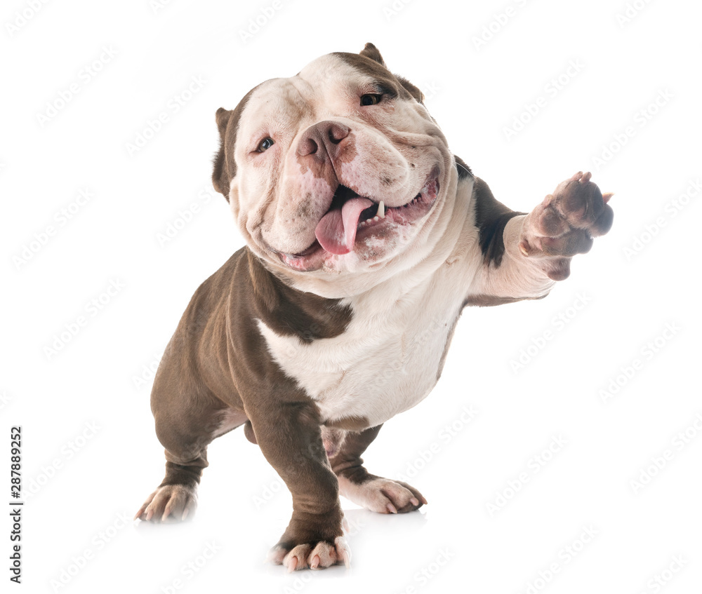 Obraz premium american bully in studio