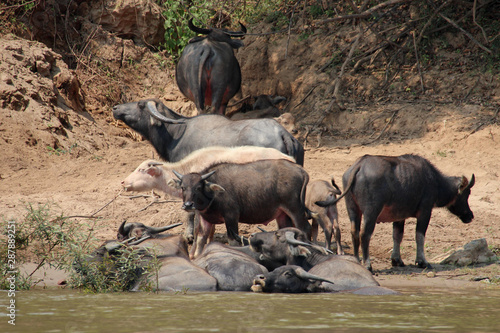 buffalos along the mekong river in laos 