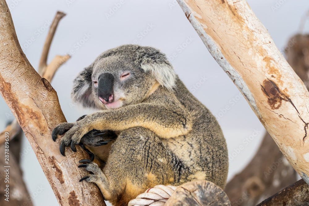 Fototapeta premium Beautiful cute koala. The concept of animals in the zoo