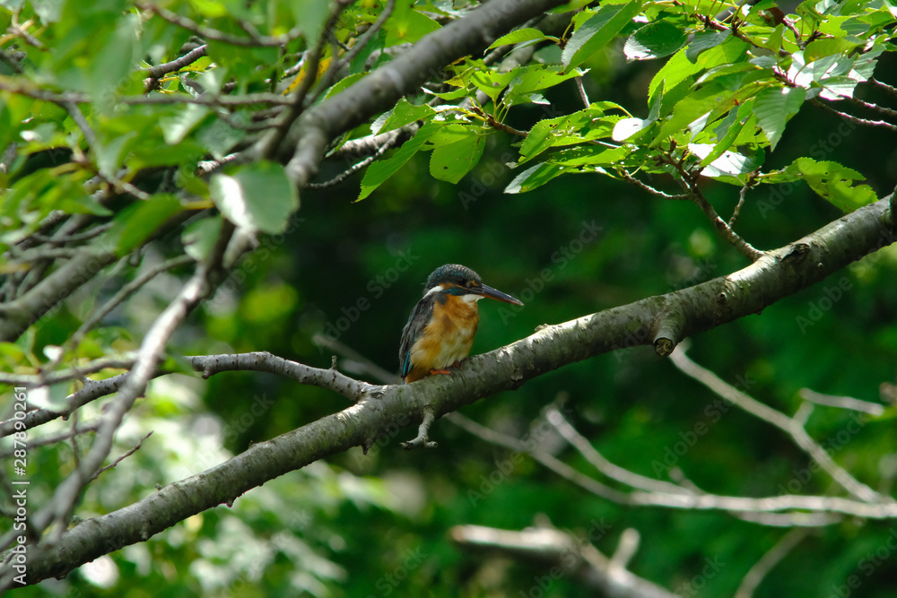 kingfisher in forest kingfisher in forest