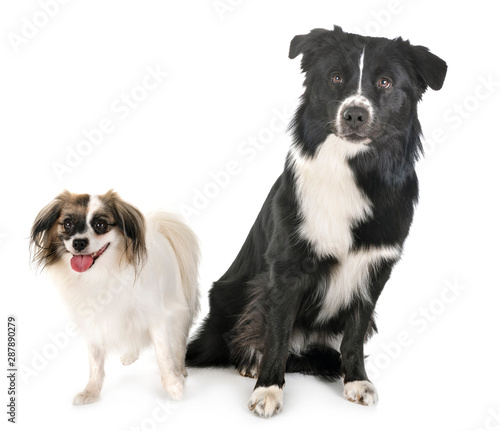 australian shepherd and phalene dog