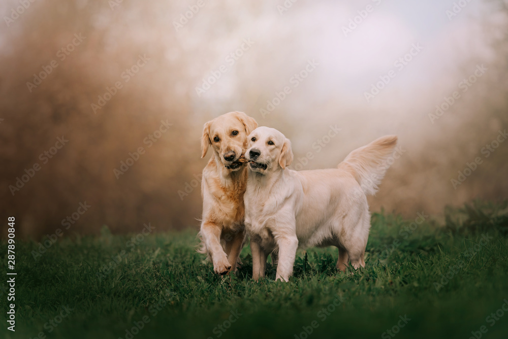 Two Golden retriever dogs running with stick Two Golden retriever dogs running with stick