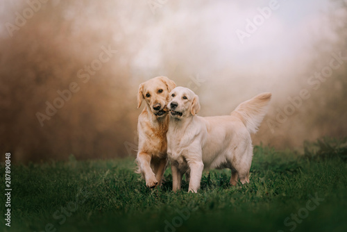 Two Golden retriever dogs running with stick