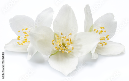 Blooming jasmine flowers isolated on white background.