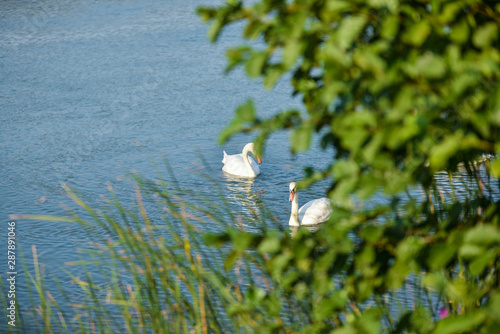 Bild auf Leinwand white swan on the lake