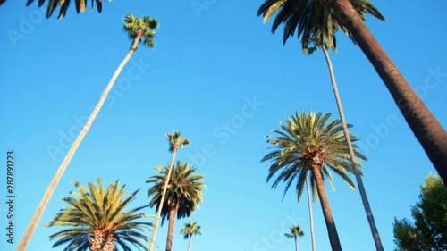 REYFORD DR BEVERLY HILLS PALM TREES