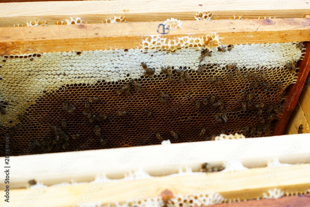 Photograph of the inside of a Honey hive containing traditional wooden Photograph of the inside of a Honey hive containing traditional wooden