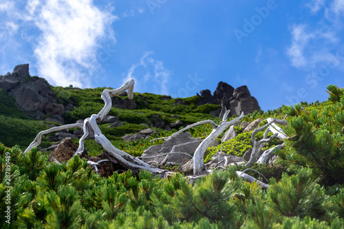 乗鞍　枯れたハイマツ