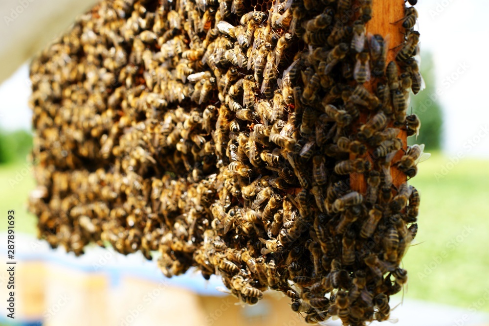 Beekeeper holding honeycomb full of bees and honey Beekeeper holding honeycomb full of bees and honey