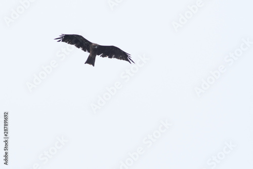 wild bird black kite in forest