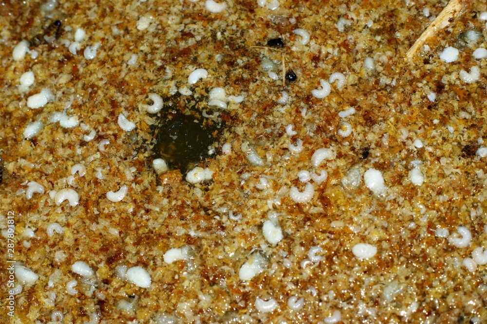 Freshly pumped honey with bee larvae in a colander Freshly pumped honey with bee larvae in a colander