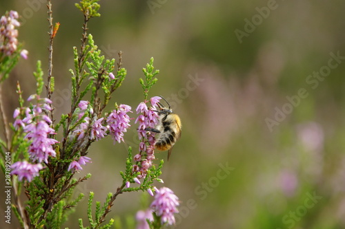 Bee on heather