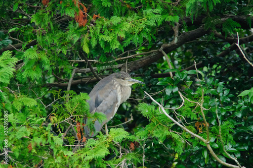 black crowned night heron on branch