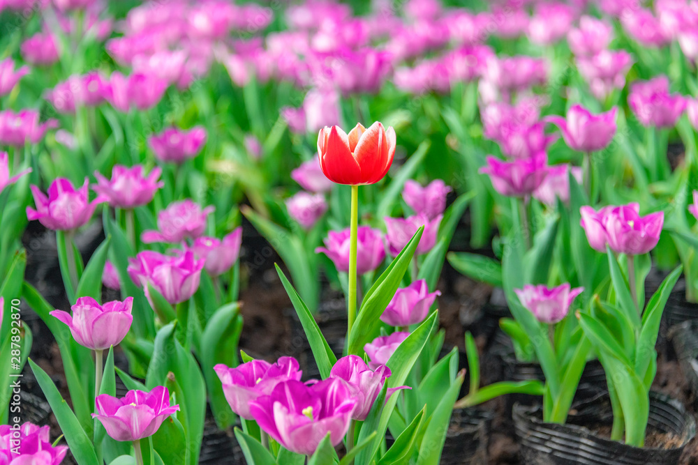 Colorful tulips are blooming in the garden