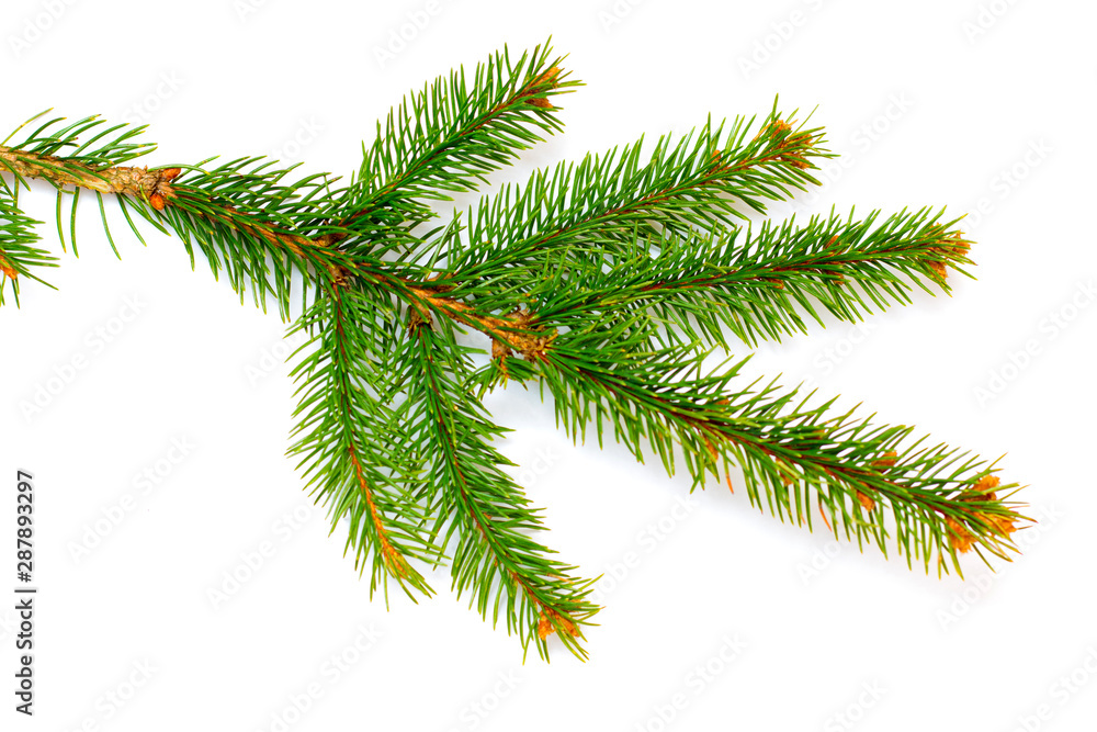 Spruce branch on a white isolated background_