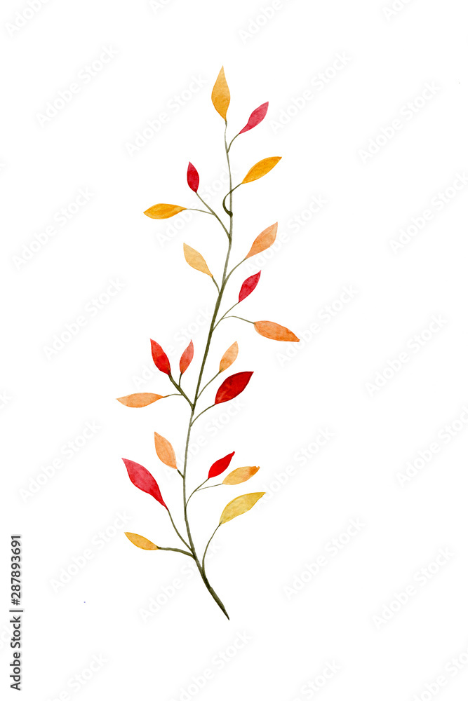 autumn yellow branch with leaves painted by watercolor isolated on white background