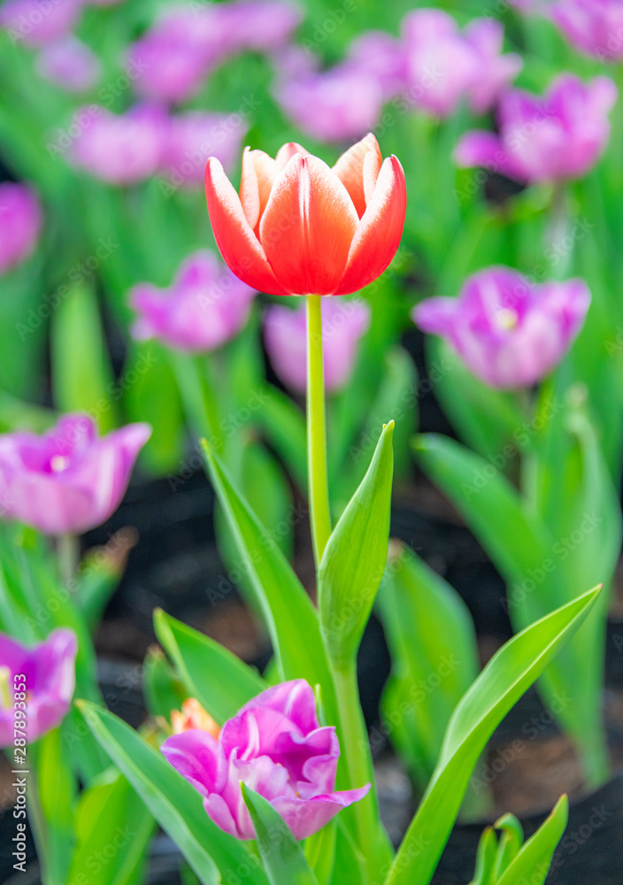 Obraz premium Colorful tulips are blooming in the garden