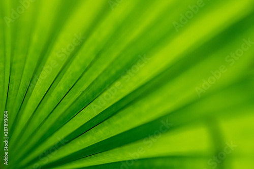 green background leaves with pattern and space for text