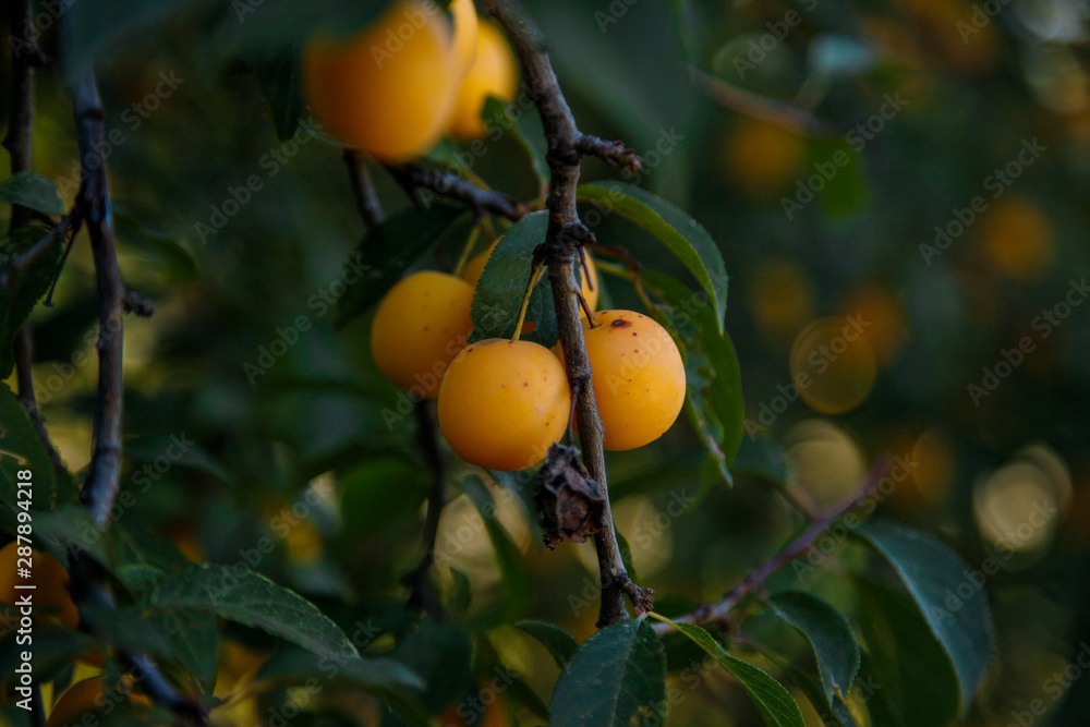 yellow mirabelle plums on the green tree branch in the garden