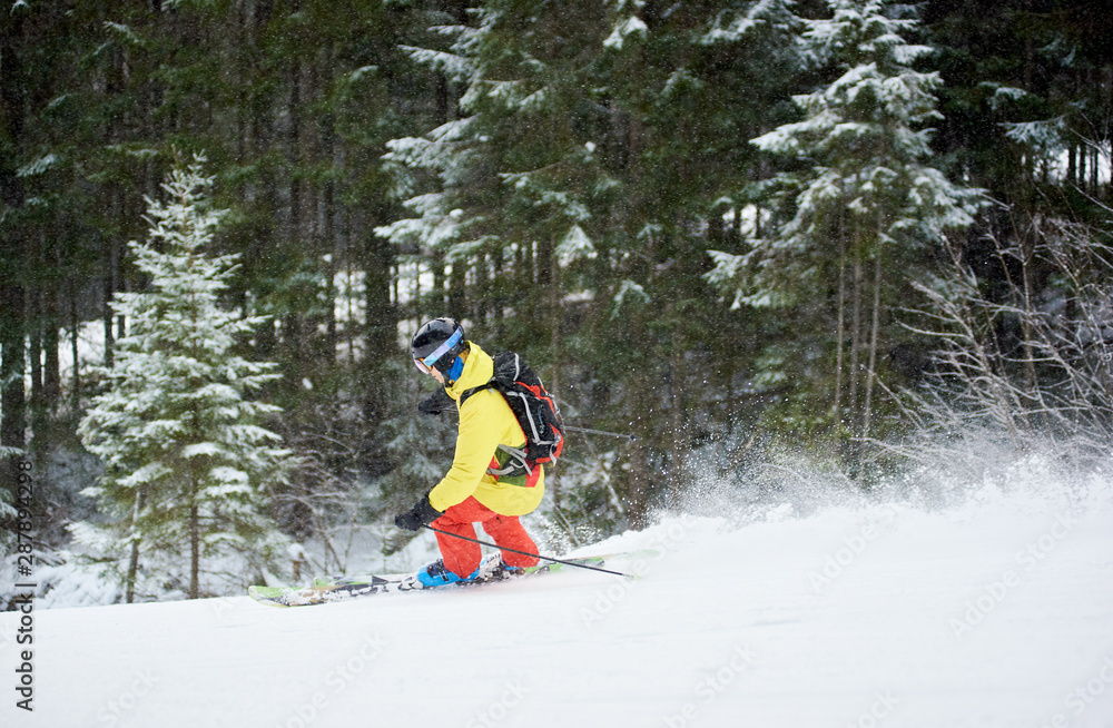 Freerider backpacker rushing down and making snow powder on snow-covered slope. Mountain coniferous forest in quiet snowfall. Side view. Winter recreation and activities, backcountry skiing concept.