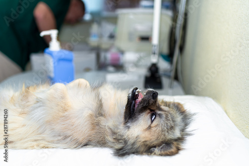 dog under anesthesia in veterinarian clinic waiting for surgery